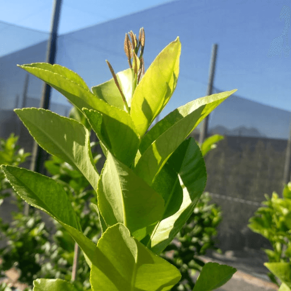HCT Insect Frass Blend