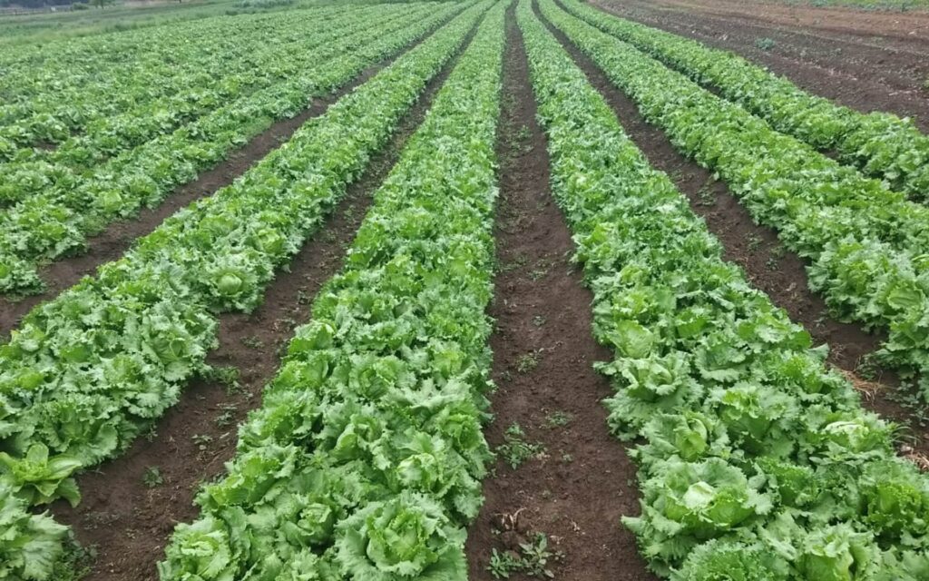 Iceberg Lettuce