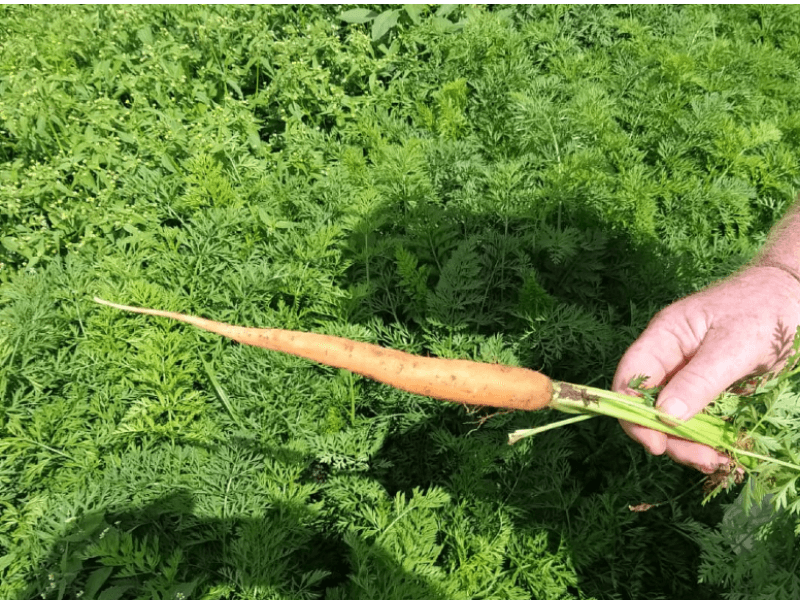 Young carrots being checked for signs of nematode damage.